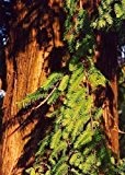 Tropica - Urwelt - Mammutbaum (Metasequoia glyptostroboides) - 60 Samen