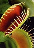 Tropica - Venus-Fliegenfalle (Dionaea muscipula) - 10 Samen inklusive Kultursubstrat