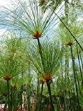 Tropica - Wasserpflanzen - Ägyptische Papyrusstaude (Cyperus papyrus) - 15 Samen
