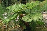 Tropica - Wasserpflanzen - Chilenisches Mammutblatt (Gunnera peltata) - 10 Samen