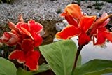 Tropica - Wasserpflanzen - Indisches Blumenrohr (Canna indica) - 20 Samen