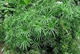 Tropica - Wasserpflanzen - Zypergras (Cyperus alternifolius syn. Cyperus involucratus) - 250 Samen