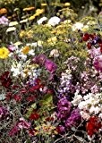 Tropica - Wildblumen - Bretagne - Duftgarten (30 Sorten) - 1000 Samen