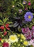 Tropica - Wildblumen - Italien - Sonne der Toscana (11 Sorten) - 1000 Samen