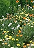 Tropica - Wildblumen - Madeira - Ewiger Frühling (17 Sorten) - 1000 Samen