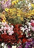 Tropica - Wildblumen - Nordamerika - Rocky Mountains (17 Sorten) - 1000 Samen