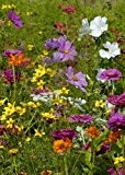 Tropica - Wildblumen - Spanien - Andalusisches Feuer (22 Sorten) - 1000 Samen