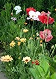 Tropica - Wildblumen - Südafrika - Pastellgarten (16 Sorten) - 1000 Samen