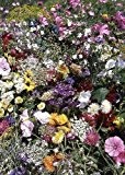 Tropica - Wildblumen - Südengland Cottage Garden (34 Sorten) - 1000 Samen