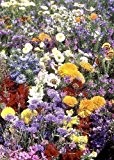 Tropica - Wildblumen - Südfrankreich - Farben der Provence (27 Sorten) - 1000 Samen