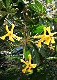 TROPICA - Wilder Frangipani (Hymenosperum favum (Hook.)) - 30 Samen