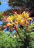 Tropica - Winterharter Pfauenstrauch (Caesalpinia gillesii X spinosa) - 15 Samen