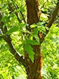 TROPICA - Zimt-Ahorn ( Acer griseum ) - 20 Samen