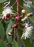 TROPICA - Zitronen - Eucalyptus (Eucalyptus citriodora syn. E. maculata) - 200 Samen