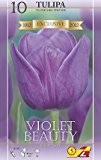 Tulpe, Blumenzwiebeln, Triumph Tulpe, Violet Beauty
