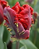 Tulpe Rococo, Papageientulpe rot, im Topf vorgetrieben, aus eigener Gätnerei von Blumen Eber