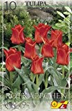 Tulpen, Blumenzwiebeln, Tulpe, botanisch, Rotkäppchen, incl. kleiner Pflanzschaufel