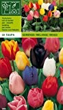 Tulpen " Prachtmischung " (10)