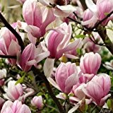 Tulpenmagnolie - Der Klassiker
