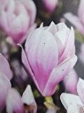Tulpenmagnolie Magnolia soulangiana 60 cm +/-