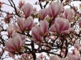 Tulpenmagnolie - Magnolia soulangiana - Magnolie