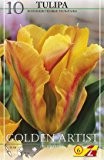 Tulpenzwiebeln: Viridiflora-Tulpe "Golden Artist" - 10 Stück