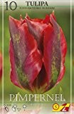 Tulpenzwiebeln: Viridiflora-Tulpe "Pimpernel" - 10 Stück