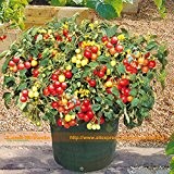 Tumbling Tom Tomatensamen, 20 Samen / Pack, Bonsai pflanzt Kleine Kirschtomate - (Rot, Gelb) Loveapple Plus-GIFT MYSTERIOUS