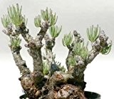 Tylecodon pearsonii - Caudexpflanze - 10 Samen