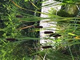 Typha angustifolia - Im 0,5 lt. Vierecktopf