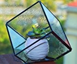 Ultra 15x15x15cm Premium Qualität Terrarium Glaskubus mit einem Cut-off Rand ideal für Moos und Pflanzen oder Dekorationen (15 x 15 ...