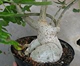 Uncarina stellulifera - Caudexpflanze - 5 Samen
