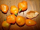 Ungarische Aji Ecuadorian Orange Chili, mittelscharf, 10 Samen