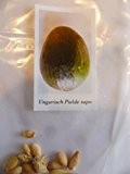 Ungarische Piel de Sapo, schnellwachsende sehr süsse Sorte, 15 Samen