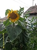 Ungarische Riesensonnenblume, kurze Wachstumszeit, grosse Köpfe gelbe Farbe !!!