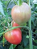 Ungarische Rosa-Ochsenherz Tomate eigener ANBAU ! volles Aroma !