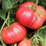 Ungarische Samen Tomate "Crnkovic Yugoslavian", extra grosse Beefstake Tomate