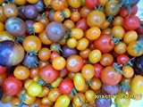 Ungarische Samen Tomate "Mix Purple" Variation der Besten eigener ANBAU!