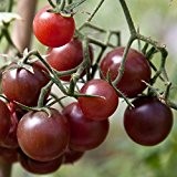 Ungarische Samen Tomate "Schoko Cherry" fruchtiges Aroma! eigener ANBAU!