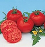 Ungarische Samen Tomaten "Moskvich", frühe russische Sorte für kurze Sommer !!