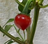 Ungarischer Kirschpaprika/Chili 10 Samen