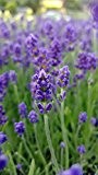 unsere-gaertnerei Pflanze, Lavendel in verschiedenen Varianten, 1 Stück, grün, 30x20x20 cm, 59-907x1