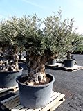uriger, alter Olivenbaum, knorrige Olive 80-100 Jahre, winterhart