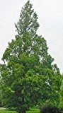 Urwelt-Mammutbaum im Topf 15 - 30 cm