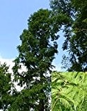 Urwelt Mammutbaum - Metasequoia glyptostroboides - Samen
