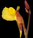 Utricularia odorata - Wasserschlauch - 3 Samen