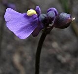 Utricularia volubilis - Wasserschlauch - 3 Samen