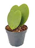 Valentins Herz - Hoya kerrii 'DUO' - zum verschenken, ebenso Porzelanblume oder Herzblattblume genannt - seltene und pflegeleichte Zimmerpflanze