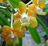 Vanda denisoniana - Orchideen - 100 Samen