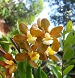 Vanda testacea - Orchideen - 100 Samen